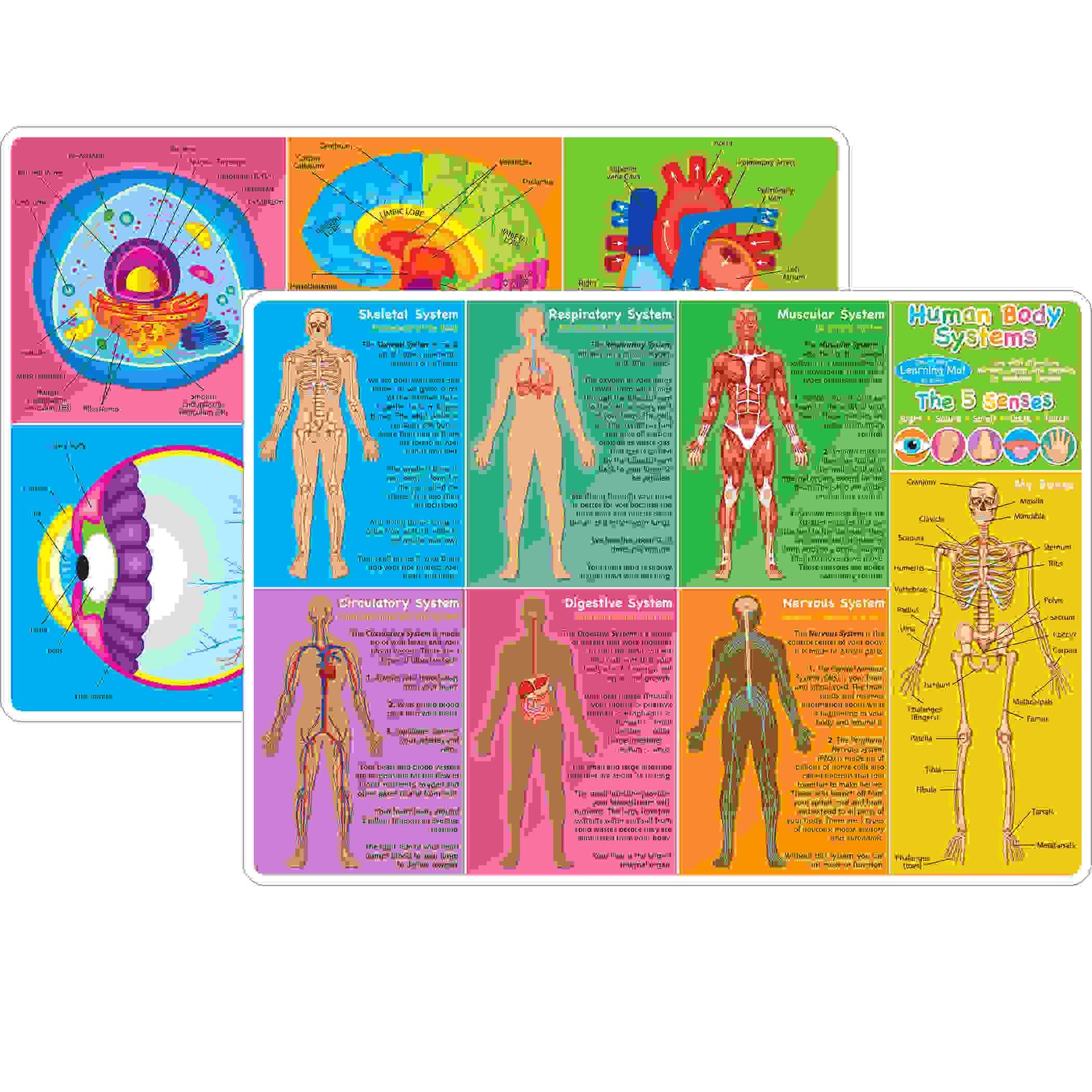 Smart Poly Learning Mat, 12" x 17", Double-Sided, Human Body Systems & Anatomy