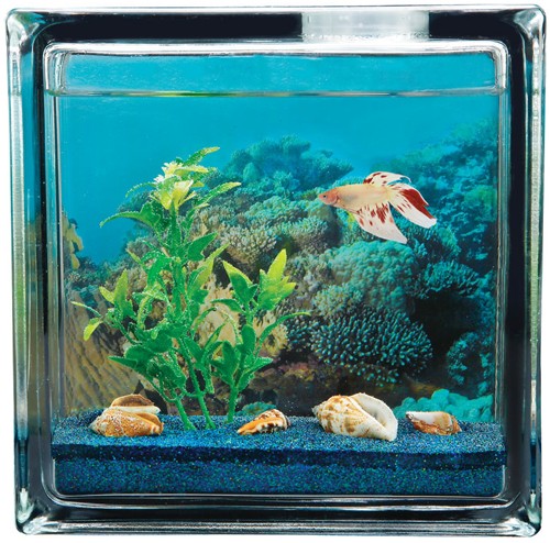 Aquabeach Betta Personal Aquarium