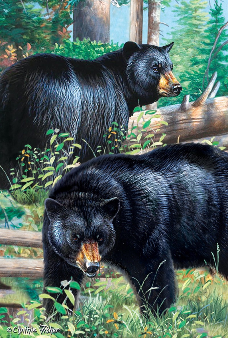 Animal - 3D Postcard - Black Bears