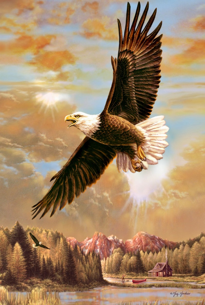 Animal - 3D Postcard - Eagle