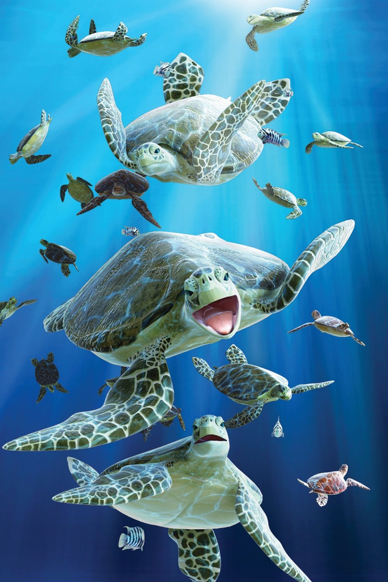 Animal - 3D Postcard - Turtles