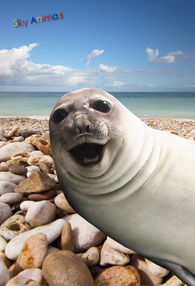 Animal - 3D Postcard - Seal Selfie