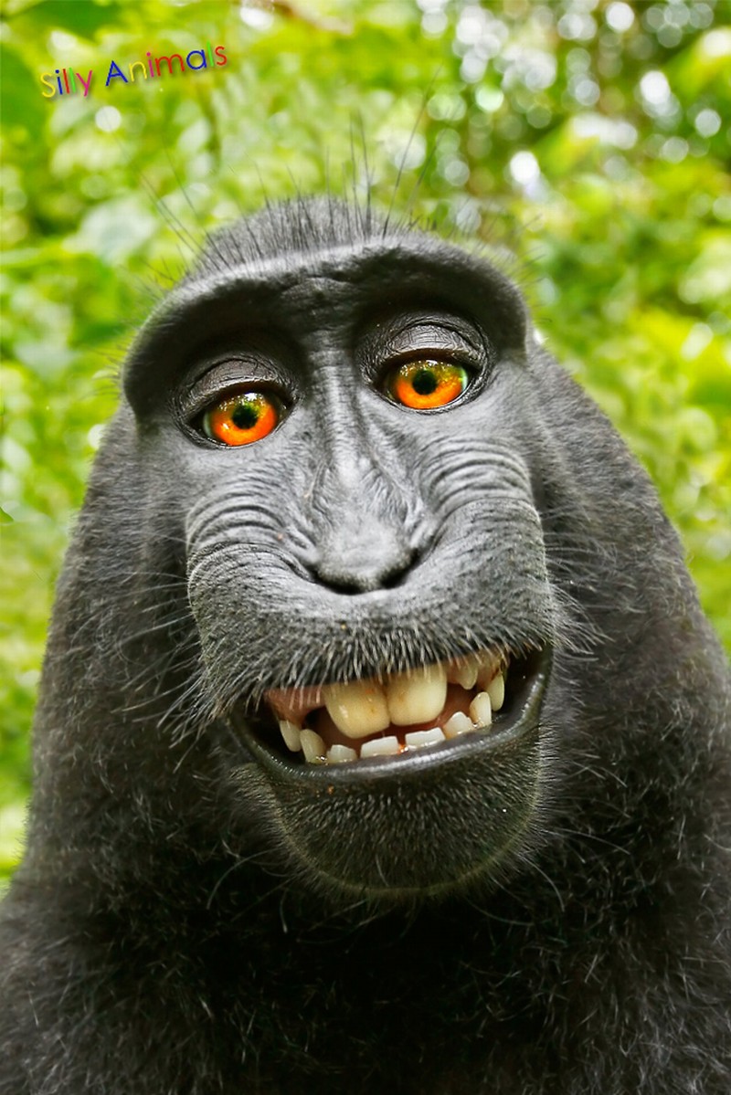 Animal - 3D Postcard - Monkey Selfie