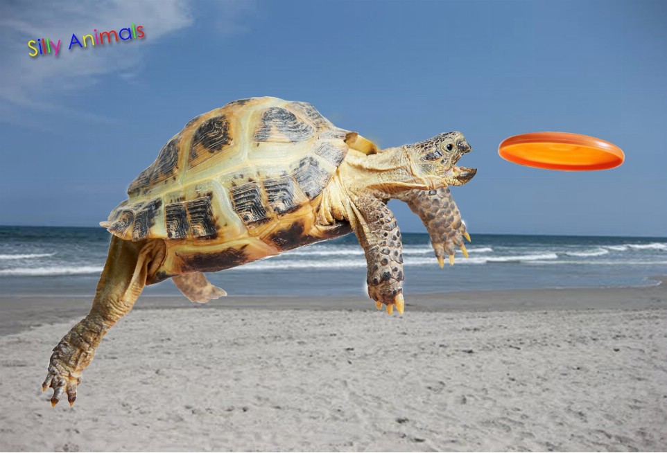 Animal - 3D Postcard - Turtle Frisbee