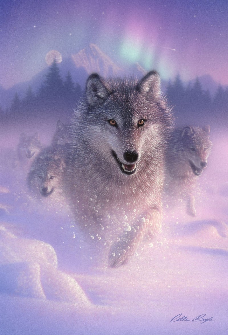 Animal - 3D Postcard - Northern Lights Wolf