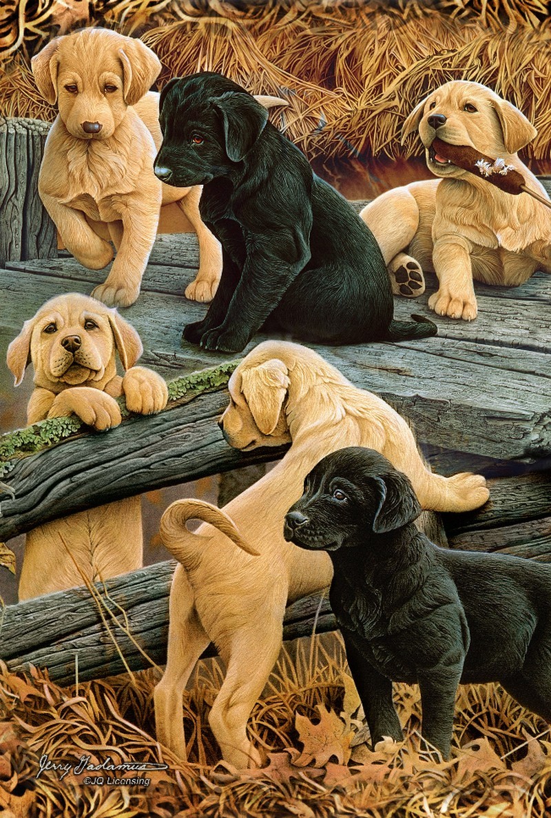 Animal - 3D Postcard - Lab Puppies