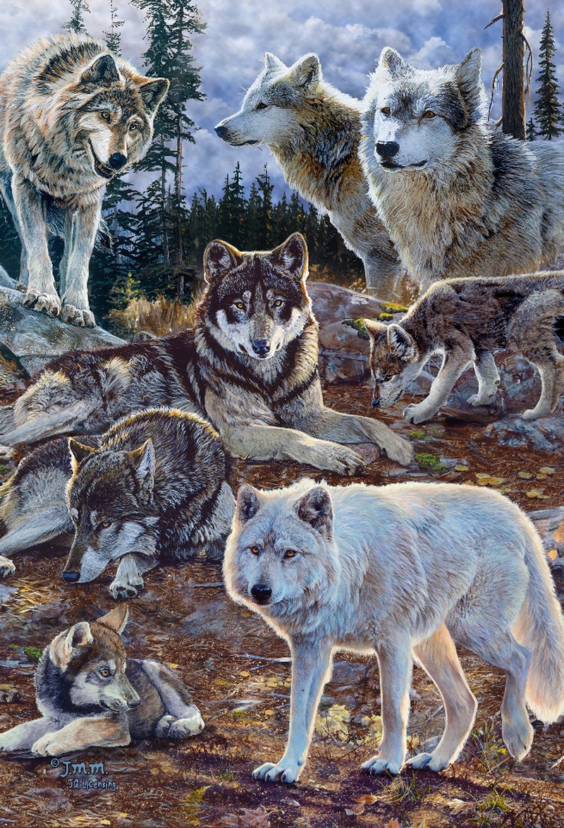 Animal - 3D Postcard - Pack of Wolves