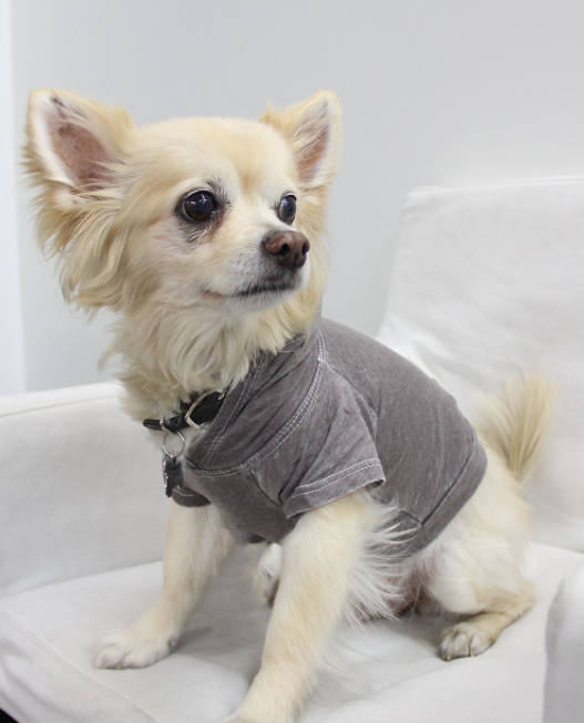 Doggy Hoodie - Small Coco