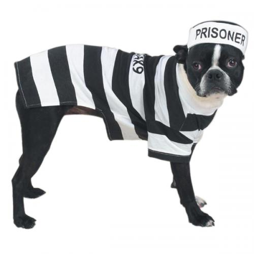 Casual Canine Prison Pooch Costume - Small