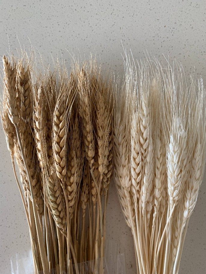 Dried Wheat Grass