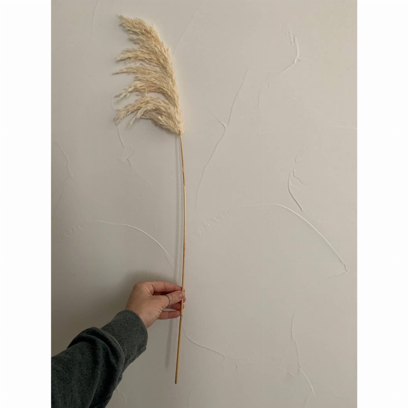 Pampas Grass, Dried Floral DTcor