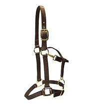 Nylon Halters  Avg Horse 1"  Blue