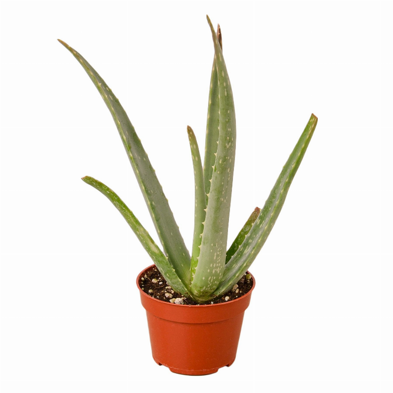 Aloe Vera - 4 Inch Pot Nursery Pot