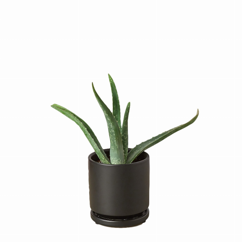Aloe Vera - 4 Inch Pot Black Cylinder