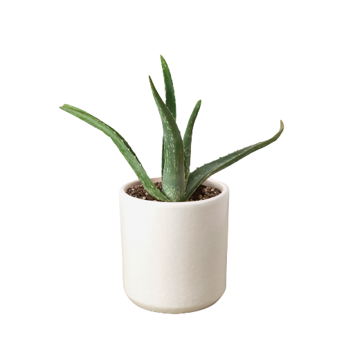 Aloe Vera - 4 Inch Pot White Cylinder