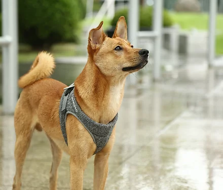 PETKIT Air Pro Dog Harness
