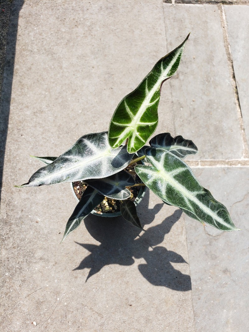 Alocasia Bambino Leafy House Plant