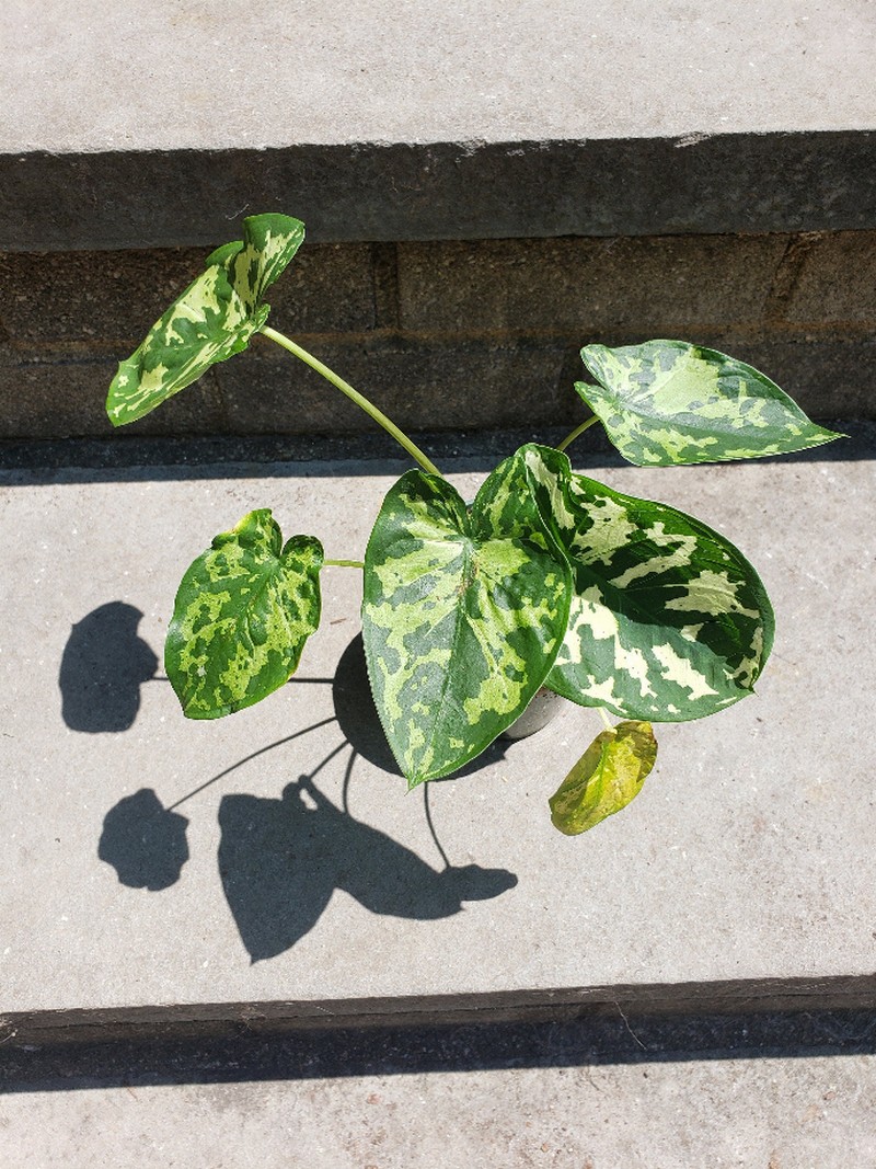 Caladium Hilo Beauty Leafy Variegated House Plant