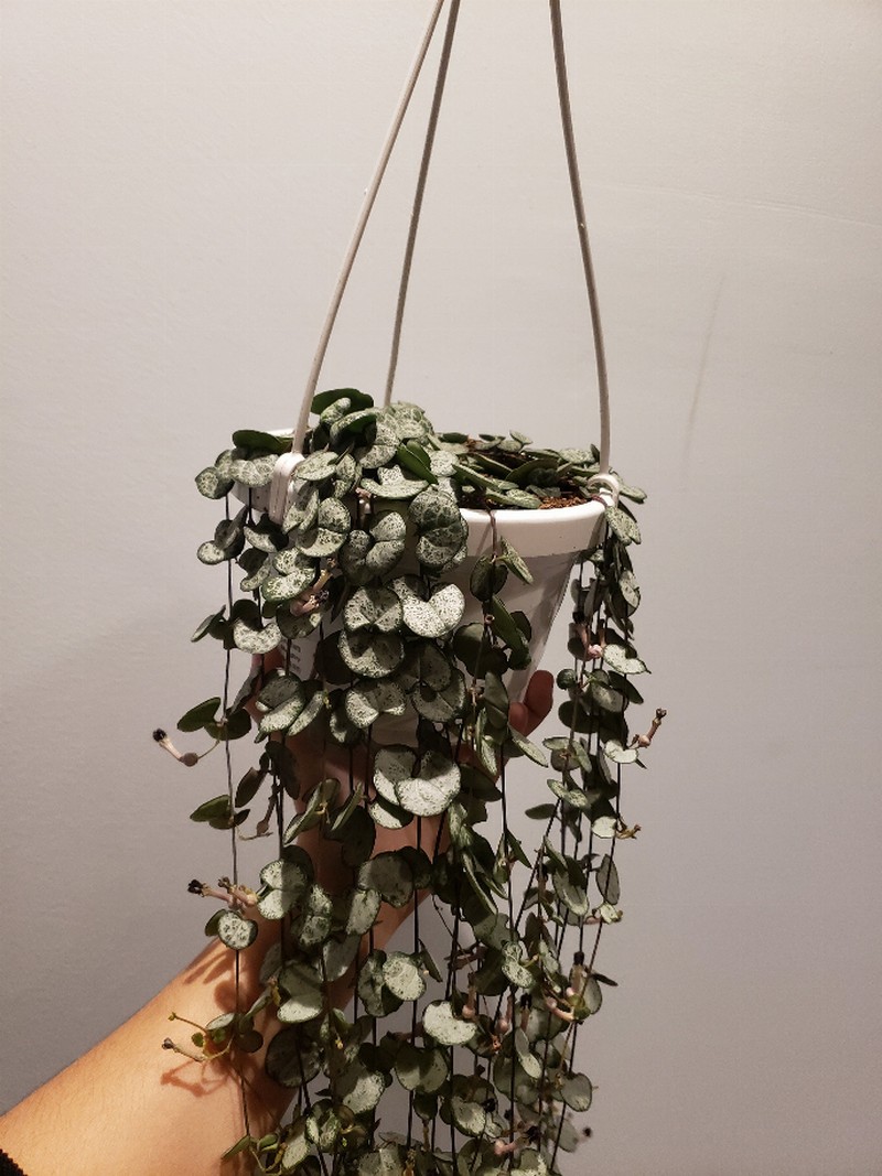 Ceropegia Woodii Silver Heart Plant 6 Inch Planter