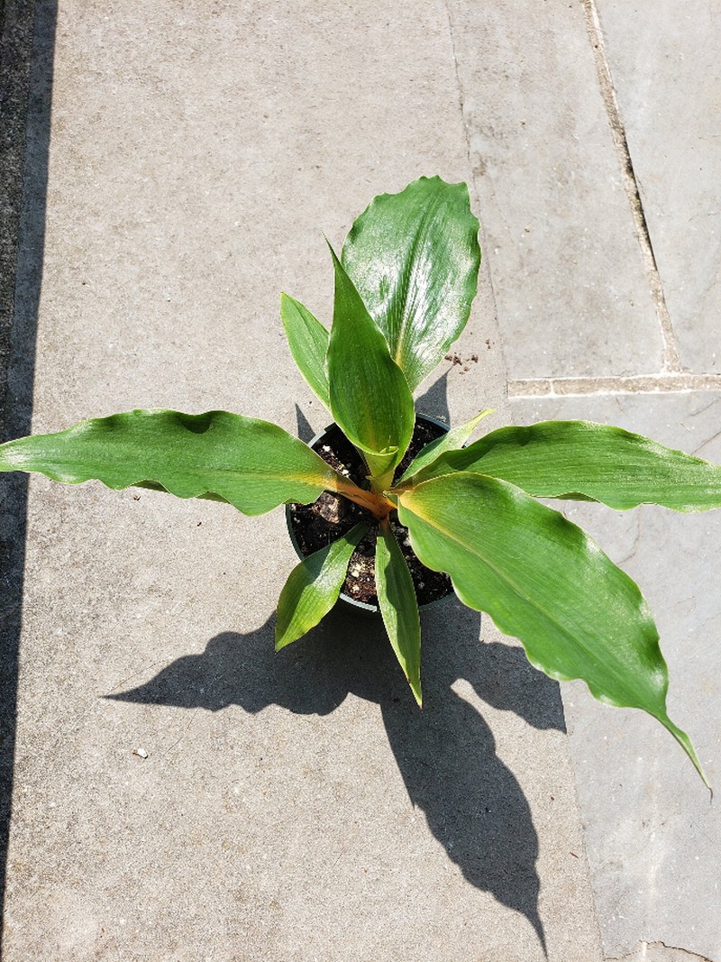 Chlorophytum Mandarin Amaniense Indoor Air Purifier