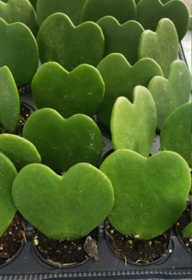 Hoya Kerrii Heart Sweetheart All Green Heart Plant