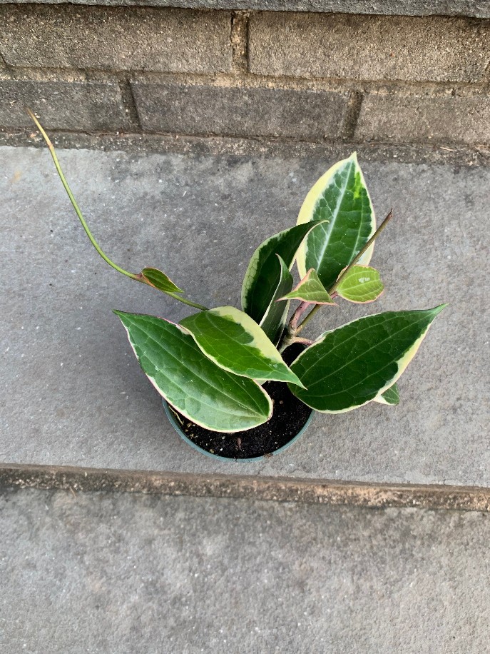 Hoya Macrophylla Variegated House Plant Vining Plant