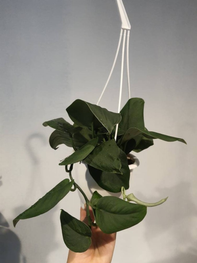 Jade Satin Scindapsus Hanging Basket House Plant