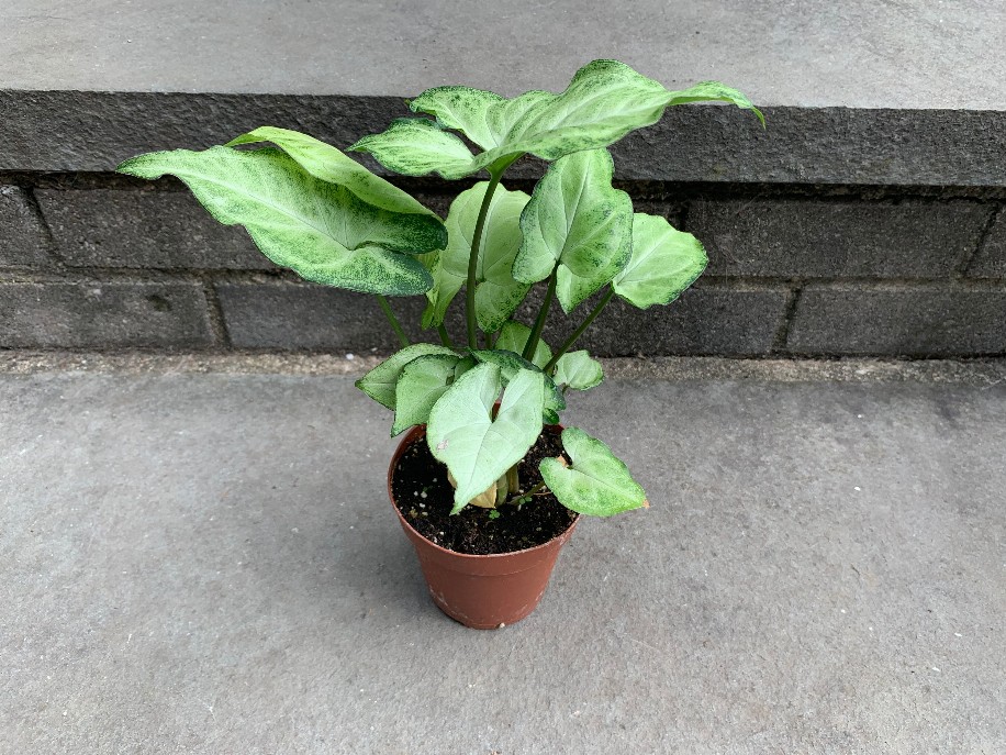 Syngonium Leafy House Plant Variegated Syngonium