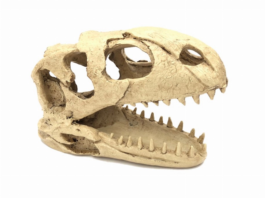 Jungle Bob Dinosaur Skull