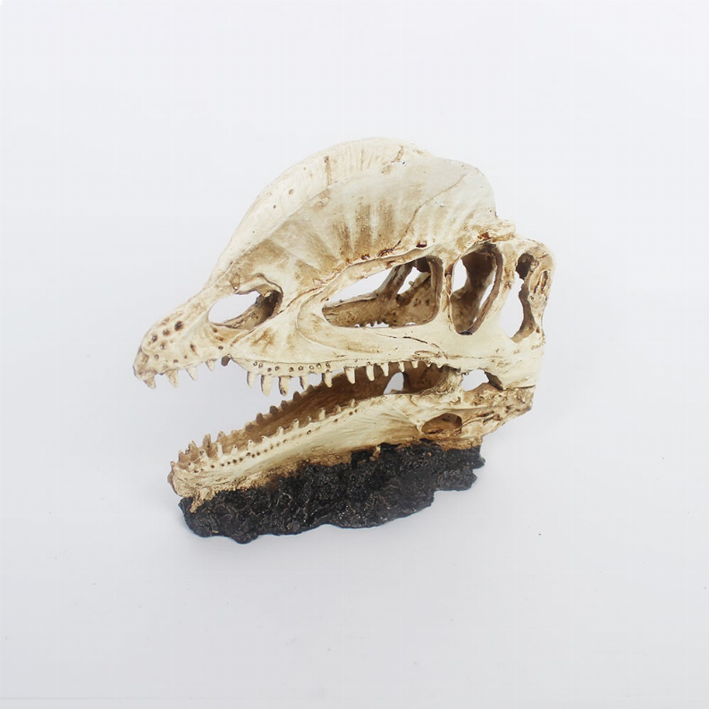 Jungle Bob Hornbill Dinosaur Skull