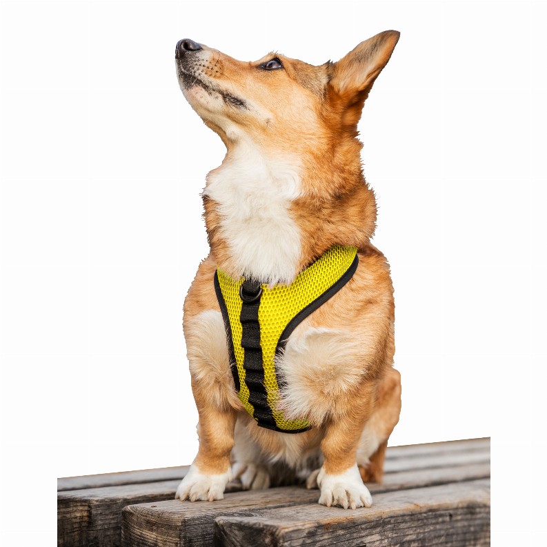 K9 Sport Harness - Large (17-19" Neck 17-24" Chest) Buttercup Yellow