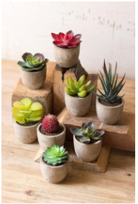 Set Of Eight Miniature Succulents