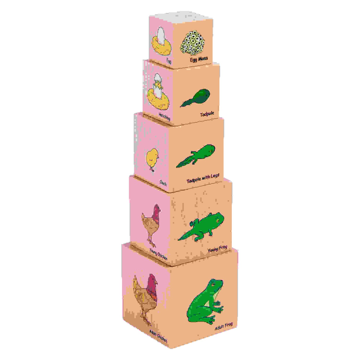 Lifecycle Wooden Blocks - Set of 5