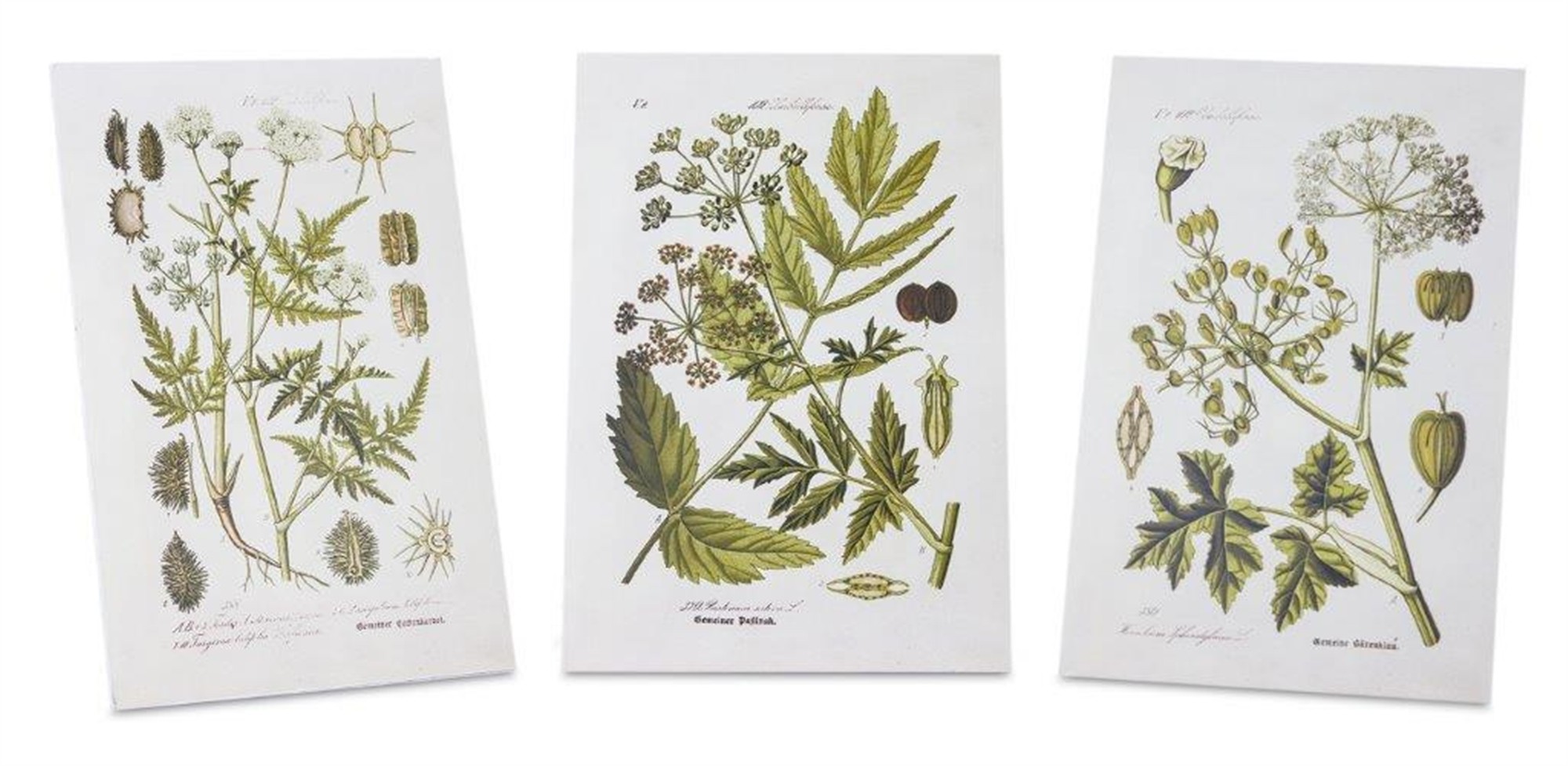 Botanical Print (Set of 3) 8"L x 11.5"H Wood/MDF/Paper