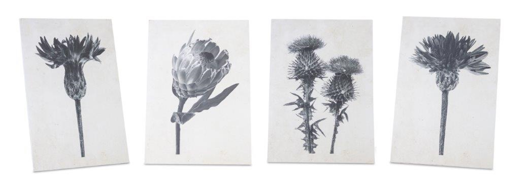Botanical Print (Set of 4) 8"L x 11.5"H Wood/MDF/Paper