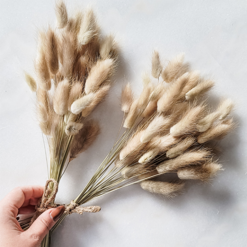 Dried Bunnytail Bunch (3 Colors Available)