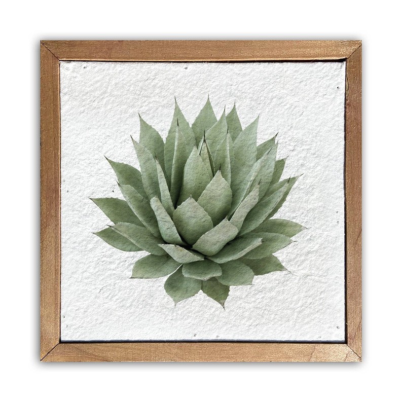 Agave plant /  Pulp Paper Wall