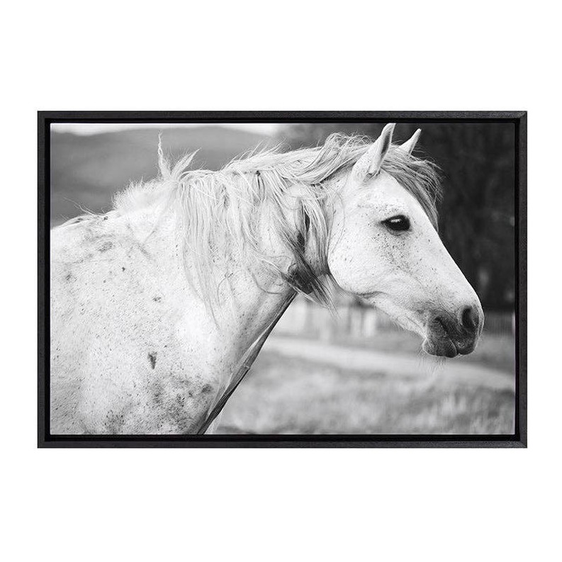 Black and White Horse / Framed Canvas