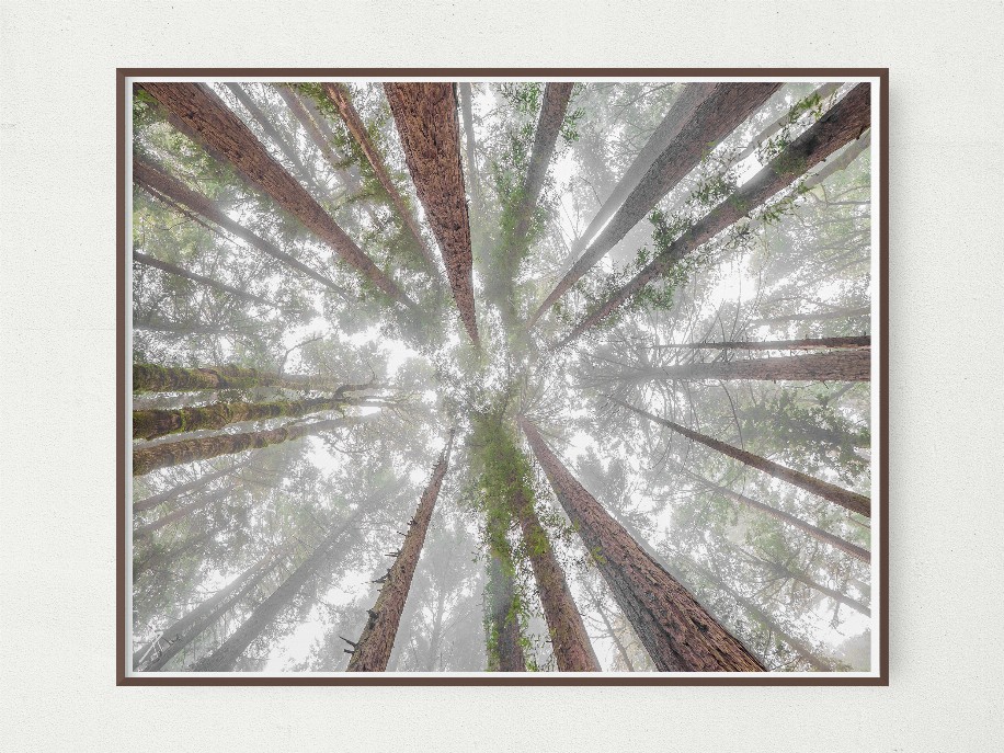 Foggy Redwood - 8x10