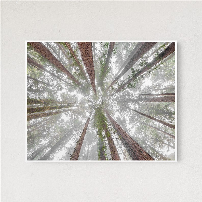 Foggy Redwood - 11x14