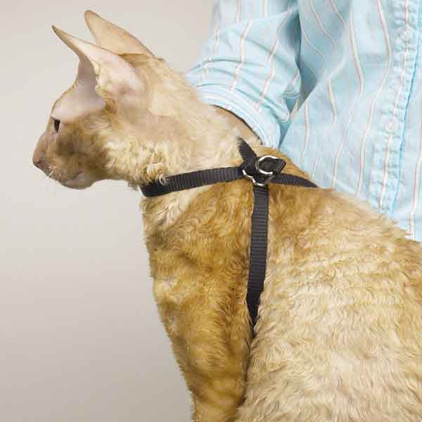 TP Adj Nylon Groom Cat Harness 40In
