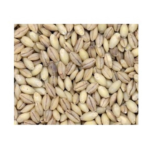 Grains Hulless Barley (1x25LB )